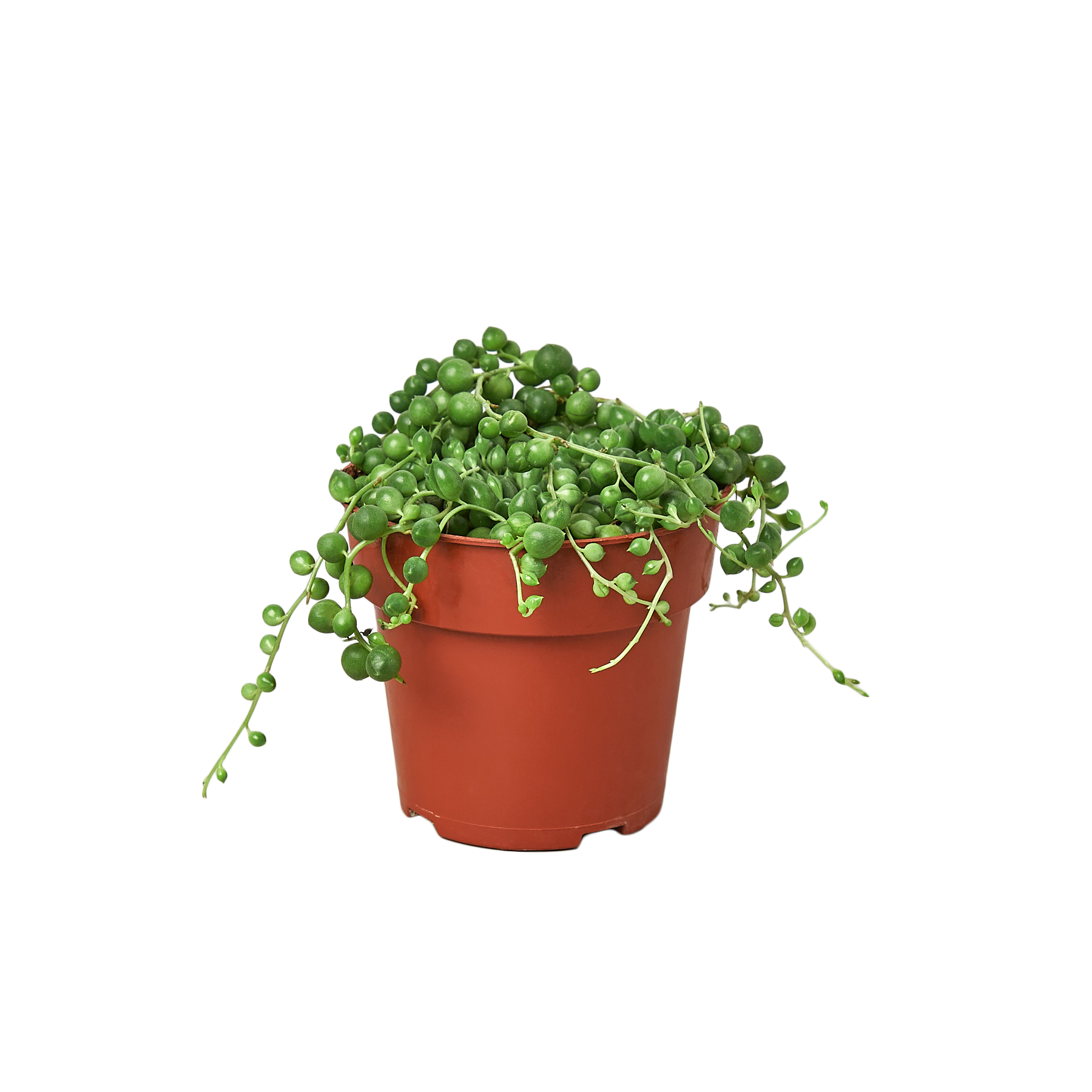 T. Succulent Form × Nizanda T'STROPICALS 1-Succulent-StringofPearls-4+